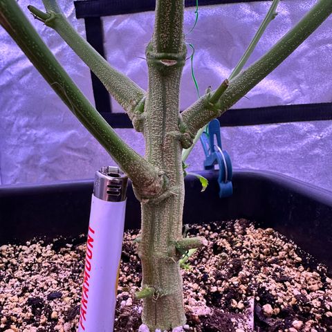 K1 Zkittlez 1 BT AP growlog timeline photo