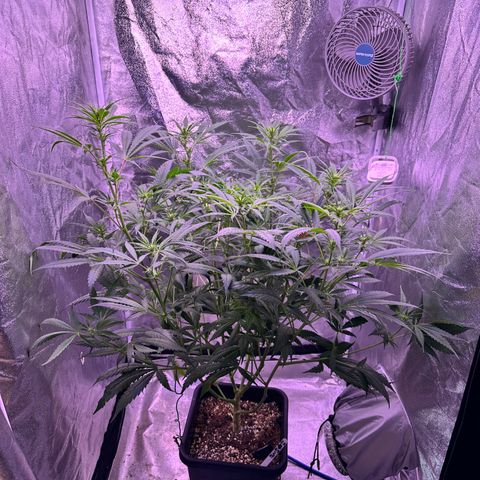 K1 Zkittlez 1 BT AP growlog timeline photo