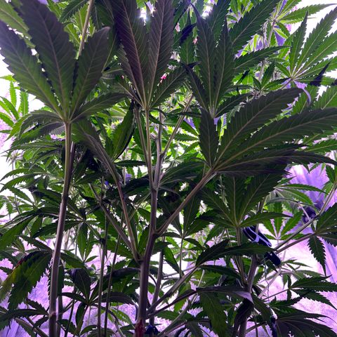 K1 Zkittlez 1 BT AP growlog timeline photo