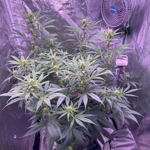 K1 Zkittlez 1 BT AP growlog timeline photo