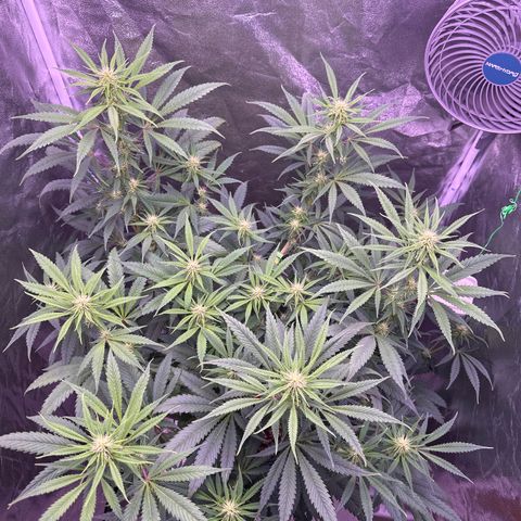 K1 Zkittlez 1 BT AP growlog timeline photo