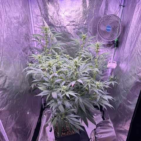 K1 Zkittlez 1 BT AP growlog timeline photo
