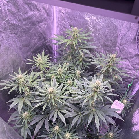 K1 Zkittlez 1 BT AP growlog timeline photo