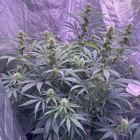 K1 Zkittlez 1 BT AP growlog timeline photo