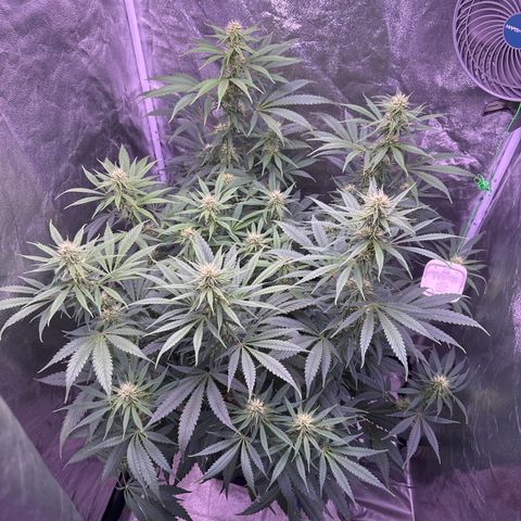 K1 Zkittlez 1 BT AP growlog timeline photo
