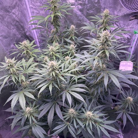 K1 Zkittlez 1 BT AP growlog timeline photo