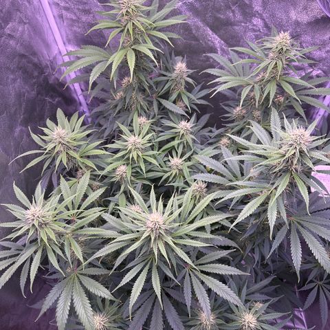 K1 Zkittlez 1 BT AP growlog timeline photo