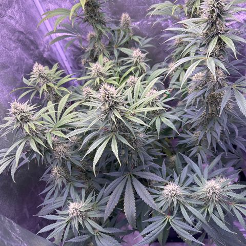 K1 Zkittlez 1 BT AP growlog timeline photo