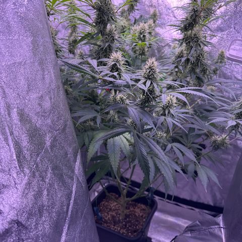 K1 Zkittlez 1 BT AP growlog timeline photo