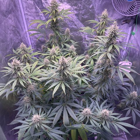 K1 Zkittlez 1 BT AP growlog timeline photo