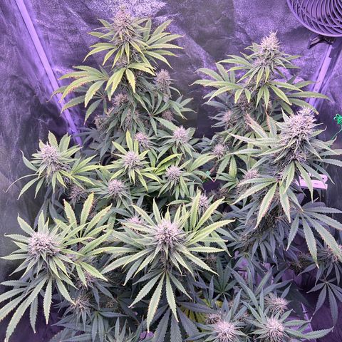 K1 Zkittlez 1 BT AP growlog timeline photo