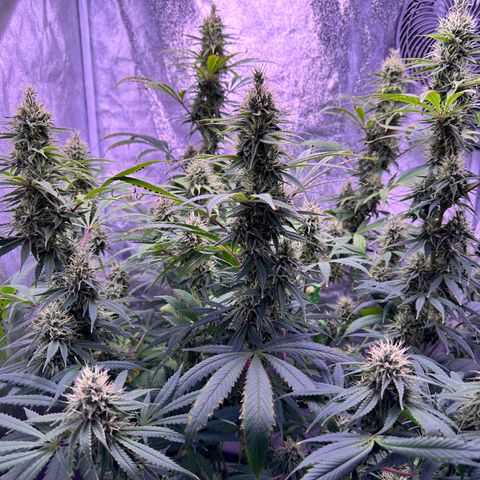 K1 Zkittlez 1 BT AP growlog timeline photo