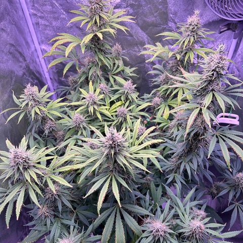 K1 Zkittlez 1 BT AP growlog timeline photo