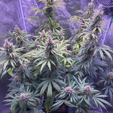 K1 Zkittlez 1 BT AP growlog timeline photo