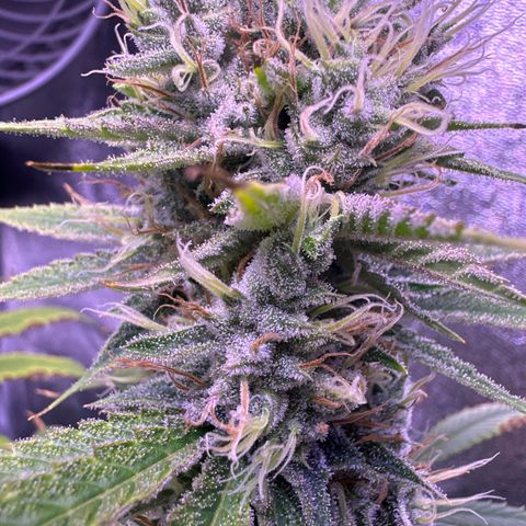 K1 Zkittlez 1 BT AP growlog timeline photo