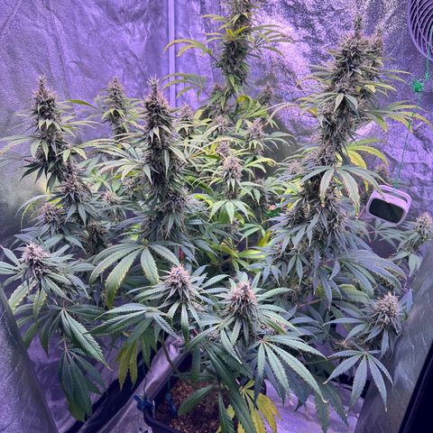 K1 Zkittlez 1 BT AP growlog timeline photo