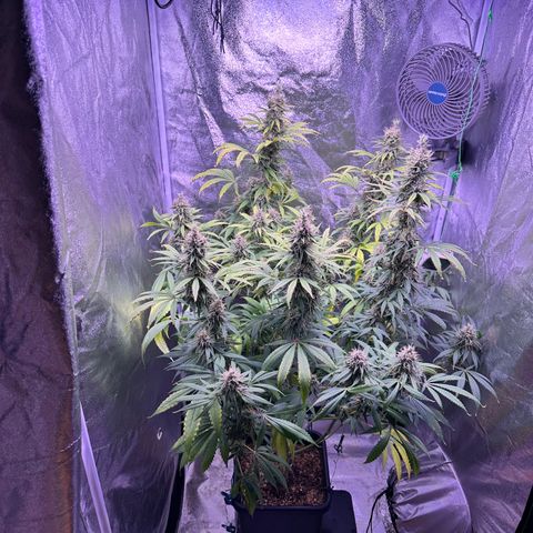 K1 Zkittlez 1 BT AP growlog timeline photo