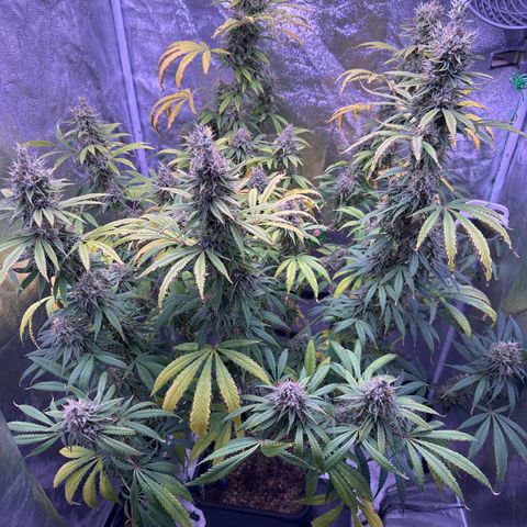 K1 Zkittlez 1 BT AP growlog timeline photo