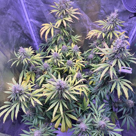 K1 Zkittlez 1 BT AP growlog timeline photo