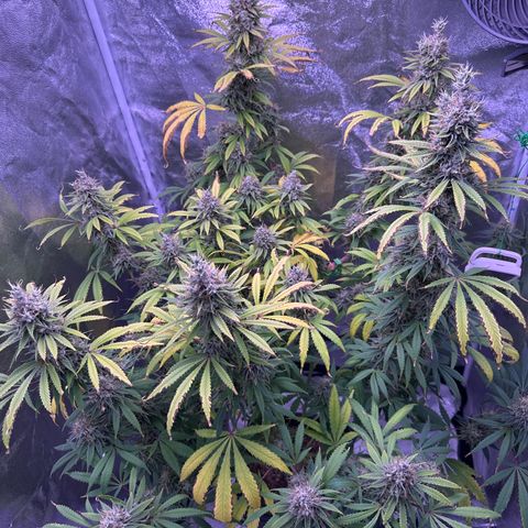 K1 Zkittlez 1 BT AP growlog timeline photo