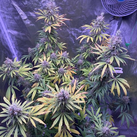 K1 Zkittlez 1 BT AP growlog timeline photo