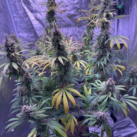 K1 Zkittlez 1 BT AP growlog timeline photo