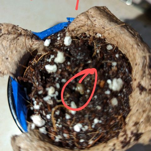 Natbug growlog timeline photo