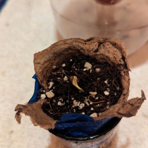 Natbug growlog photo: Blossomed has two leaves stuck together. 