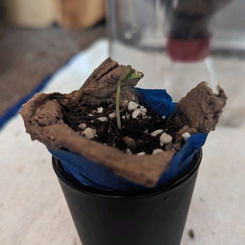 Natbug growlog timeline photo