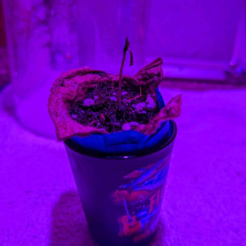 Natbug growlog photo: Afternoon check 4:30pm UVA lights on till 8:30am. 