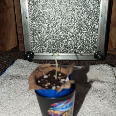 Natbug growlog photo: Growing like a weed