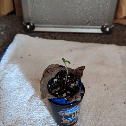 Natbug growlog photo: Growing like a weed