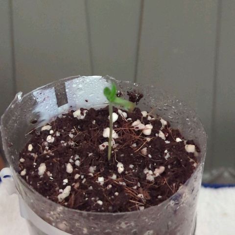Natbug growlog photo: No more dome