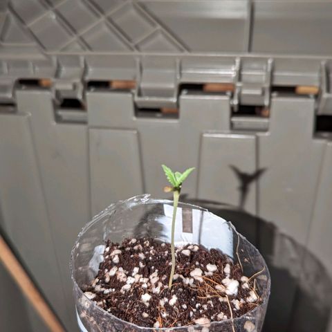 Natbug growlog photo: Looking good