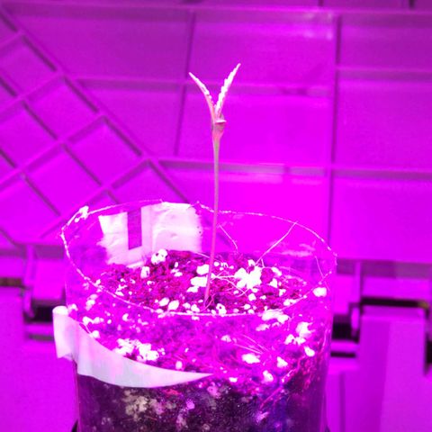 Natbug growlog timeline photo