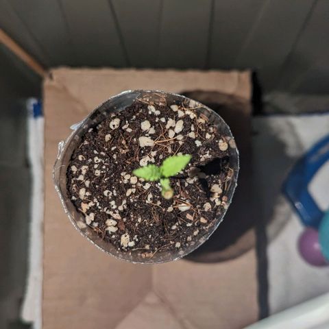 Natbug growlog timeline photo