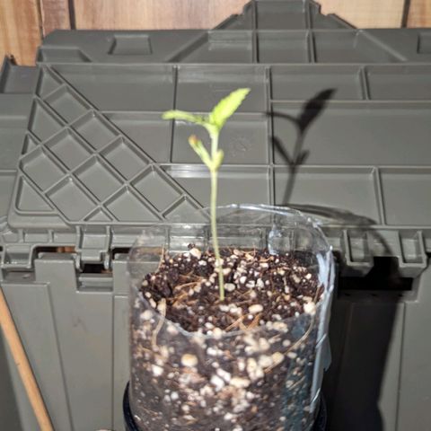 Natbug growlog photo: First set of real leaves!!!!