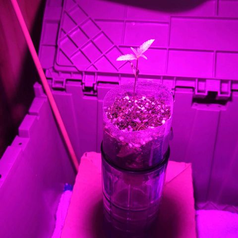Natbug growlog timeline photo