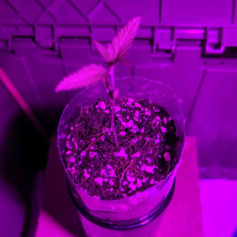 Natbug growlog timeline photo