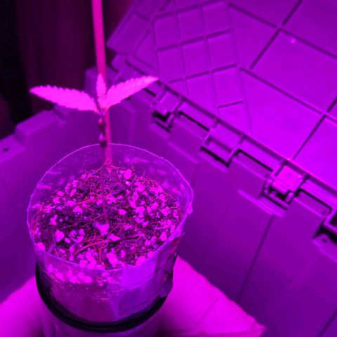 Natbug growlog timeline photo
