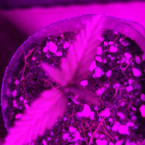 Natbug growlog timeline photo