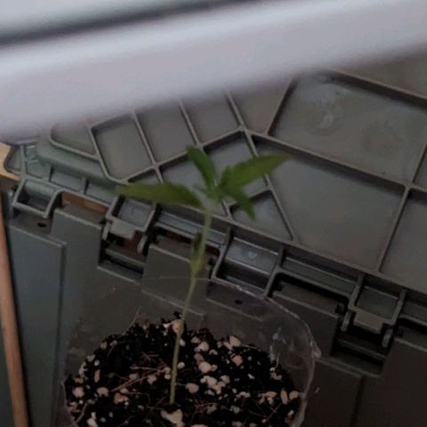 Natbug growlog timeline photo
