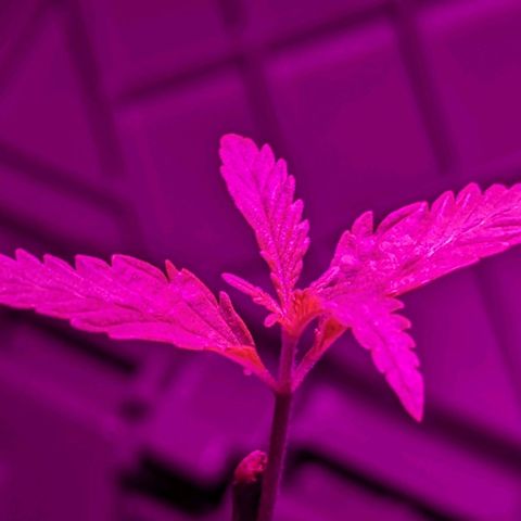Natbug growlog timeline photo