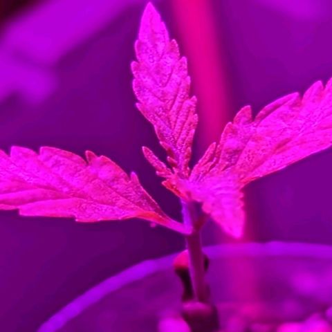 Natbug growlog timeline photo