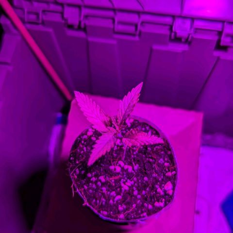 Natbug growlog photo: Close to veg