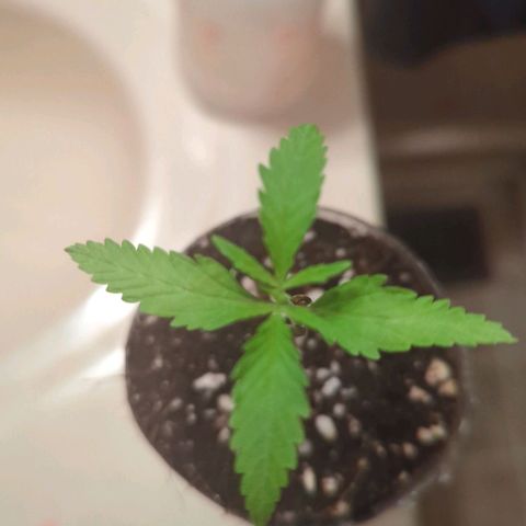 Natbug growlog timeline photo
