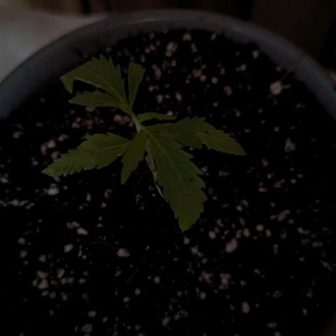 Natbug growlog timeline photo