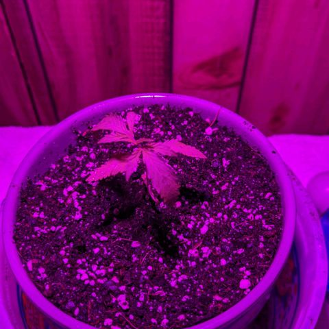 Natbug growlog timeline photo