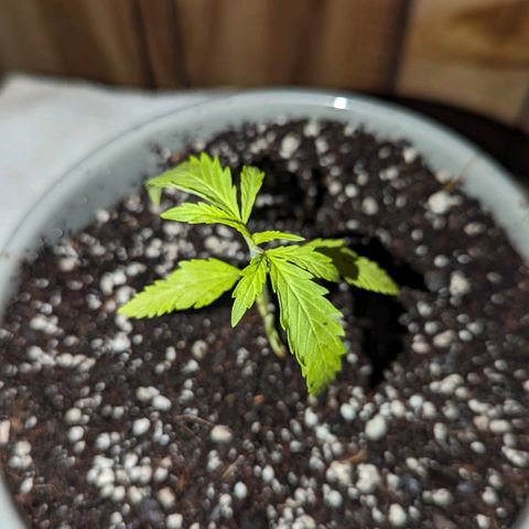 Natbug growlog timeline photo