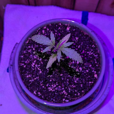 Natbug growlog timeline photo